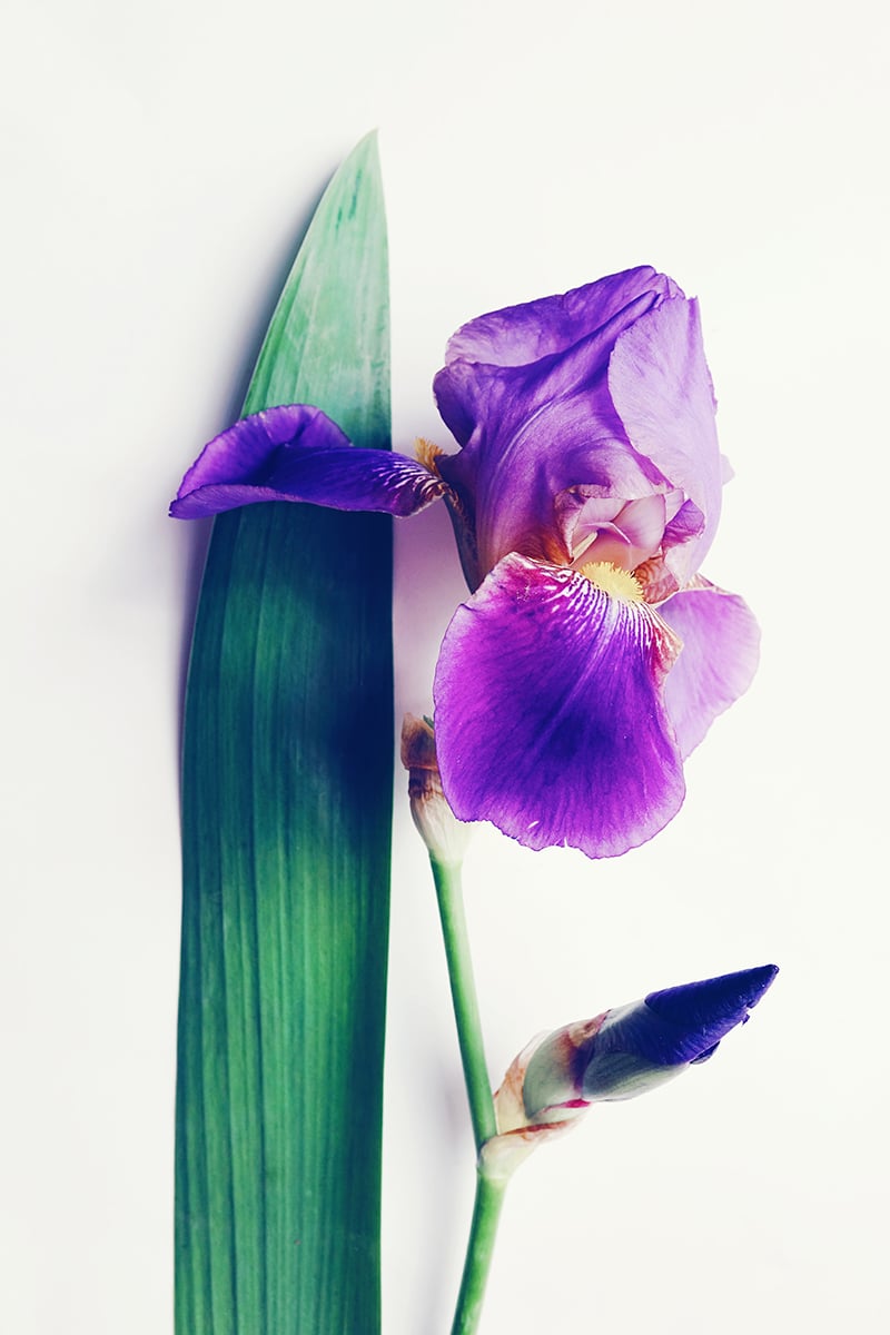 Purple flower with green leaves